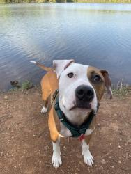 Lost Male Dog last seen Orange grove between Davis and Oakdale, Hillsborough, NC 27278