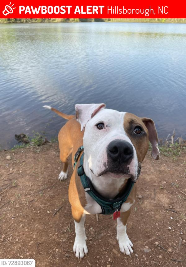 Lost Male Dog last seen Orange grove between Davis and Oakdale, Hillsborough, NC 27278