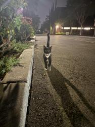 Found/Stray Unknown Cat last seen Arastradero road and terman dr, Palo Alto, CA 94306