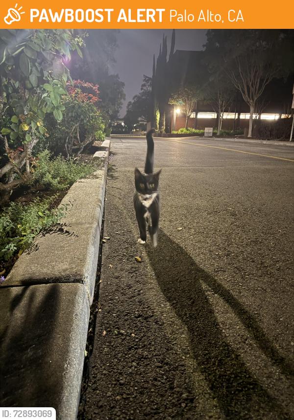 Found/Stray Unknown Cat last seen Arastradero road and terman dr, Palo Alto, CA 94306