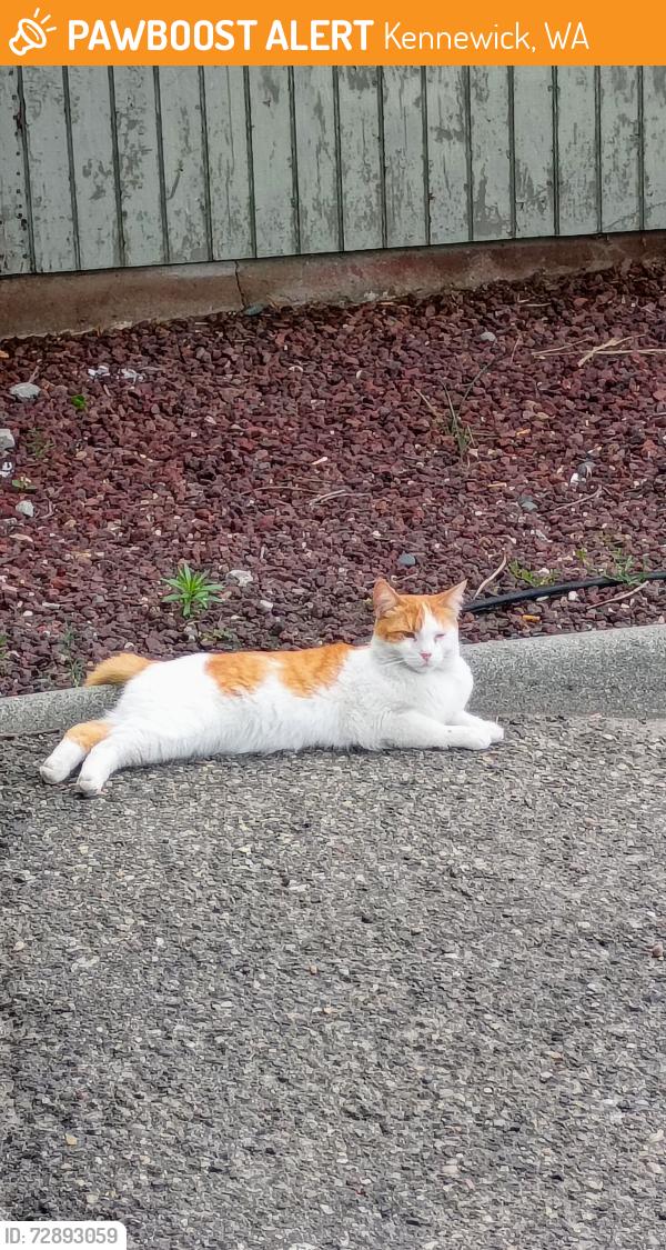 Found/Stray Male Cat last seen Union and Clearwater , Kennewick, WA 99336