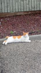 Found/Stray Male Cat last seen Union and Clearwater , Kennewick, WA 99336