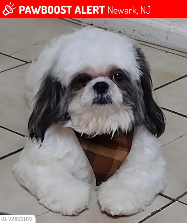 Lost Male Dog last seen Near Holland st Newark NJ, Newark, NJ 07103