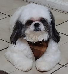 Lost Male Dog last seen Near Holland st Newark NJ, Newark, NJ 07103