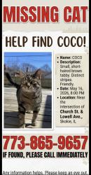Lost Male Cat last seen Lowell, Skokie, IL 60076