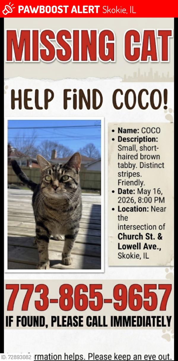 Lost Male Cat last seen Lowell, Skokie, IL 60076