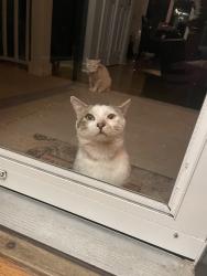 Found/Stray Male Cat last seen Wind Lake, Wind Lake, WI 53185