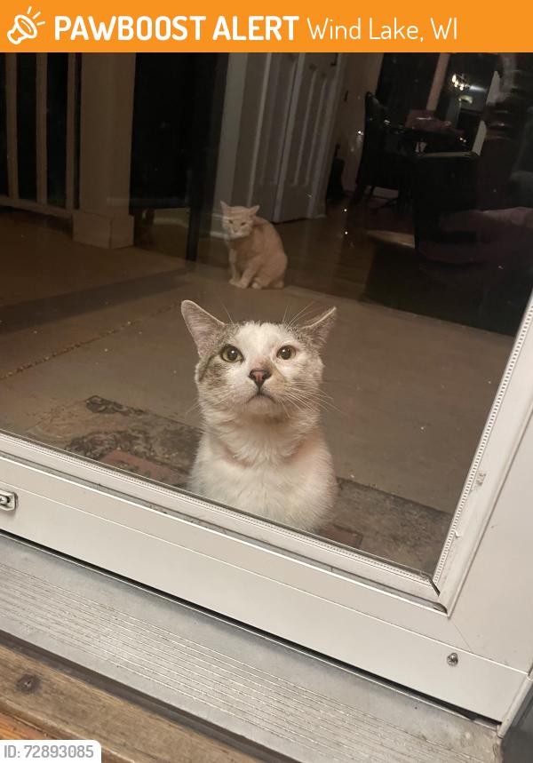 Found/Stray Male Cat last seen Wind Lake, Wind Lake, WI 53185