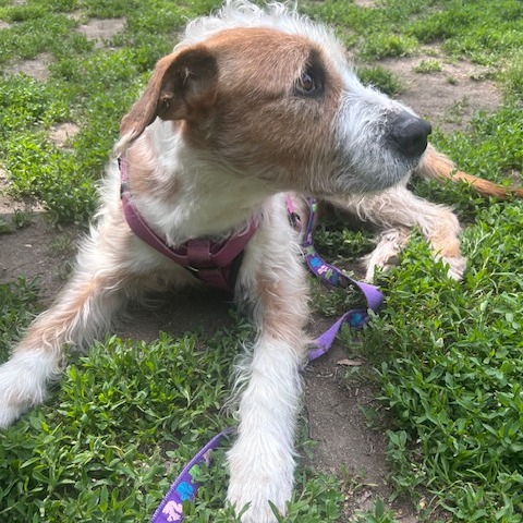 Shelter Stray Male Dog last seen , Philadelphia, PA 19140