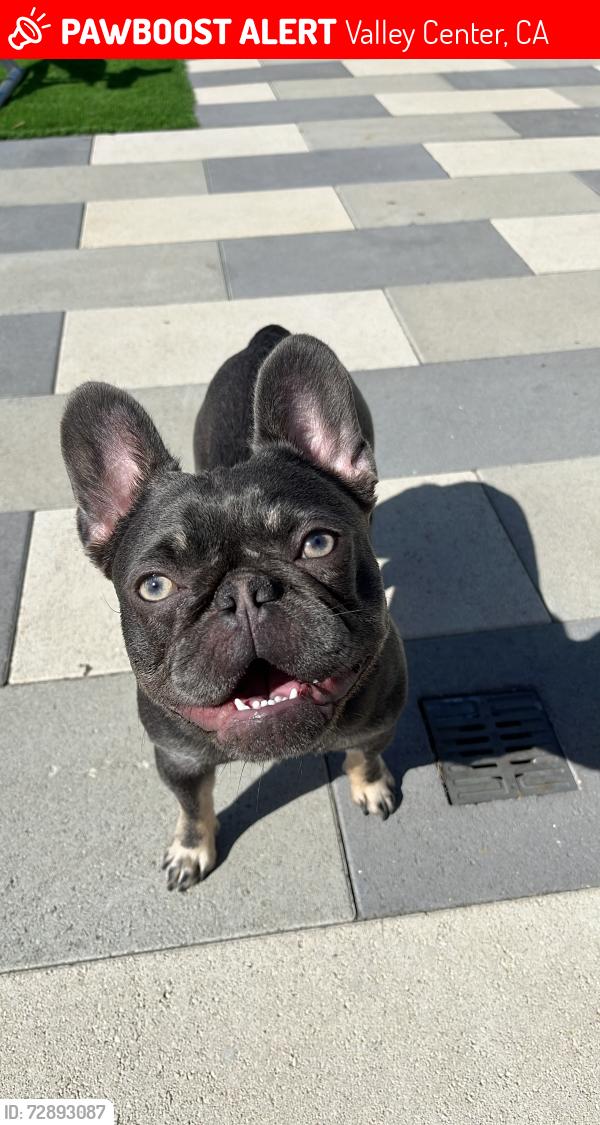 Lost Female Dog last seen Calle de Encinas and paradise mountain road , Valley Center, CA 92082