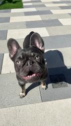 Lost Female Dog last seen Calle de Encinas and paradise mountain road , Valley Center, CA 92082