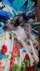 Lost Male Dog last seen Boggy depot and highway 69 75 red light , Atoka County, OK 74525