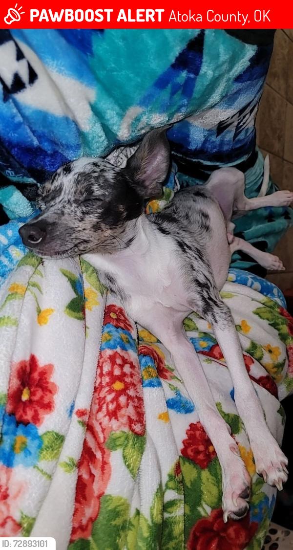 Lost Male Dog last seen Boggy depot and highway 69 75 red light , Atoka County, OK 74525