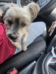 Found/Stray Male Dog last seen Near mcdougal st , Valdosta, GA 31601
