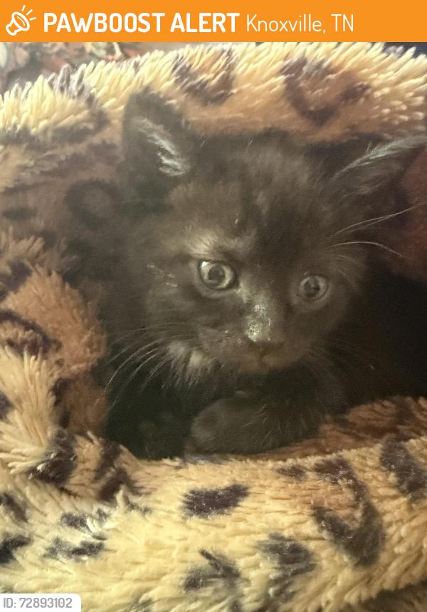 Found/Stray Male Cat last seen Tennessee Rugby Park, Knoxville, TN 37931