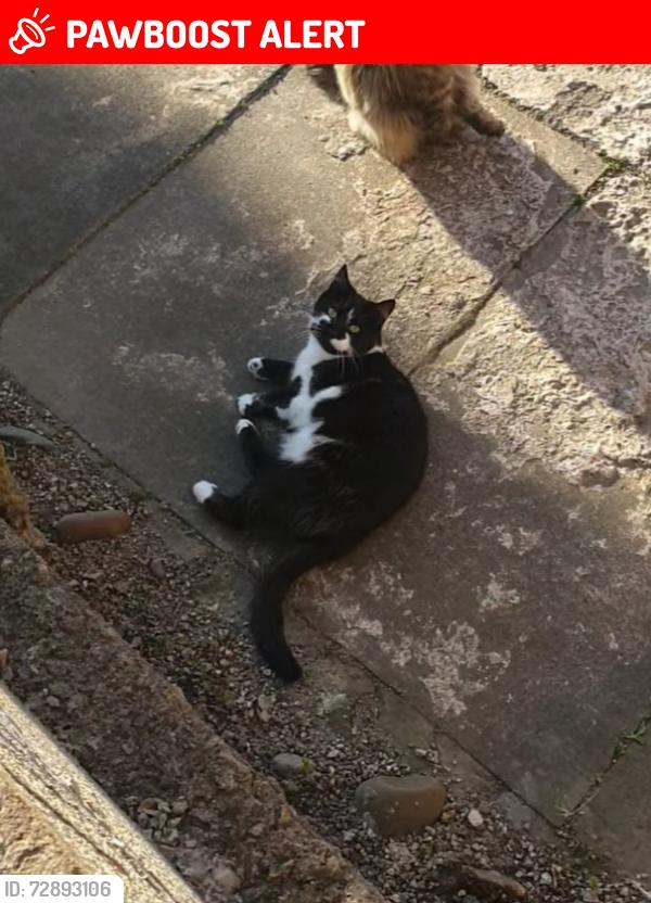 Lost Female Cat last seen Knighton park, Leicester, England LE2 6QD