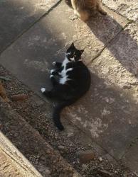 Lost Female Cat last seen Knighton park, Leicester, England LE2 6QD