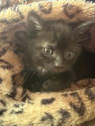 Found/Stray Male Cat last seen Tennessee Rugby Park, Knoxville, TN 37931