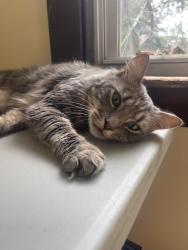 Reunited Male Cat last seen Morris Street Neighborhood / In the Back, Danbury, CT 06810