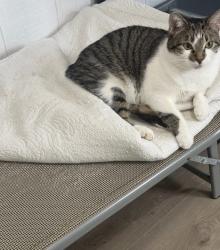 Reunited Female Cat last seen GREENSBROOK Subdivision , Greensbrook, TX 77044
