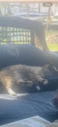 Lost Female Cat last seen Tarpon and dolphin, Palmetto, FL 34221