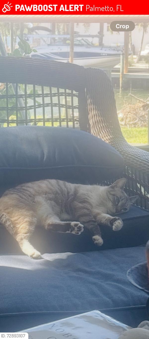 Lost Female Cat last seen Tarpon and dolphin, Palmetto, FL 34221