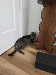 Found/Stray Unknown Cat last seen 8th Avenue between Notre Dame and Victoria Ave, Montreal, QC 