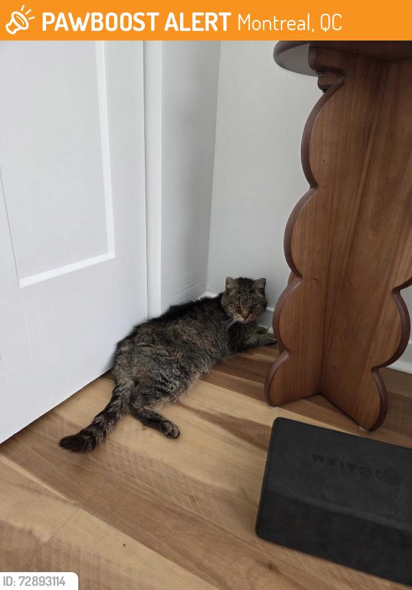 Found/Stray Unknown Cat last seen 8th Avenue between Notre Dame and Victoria Ave, Montreal, QC 