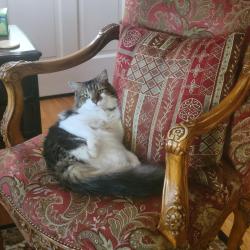 Lost Male Cat last seen Huntington Rd, Foxhall, Fayetteville, NC 28303