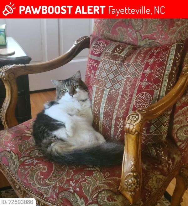 Lost Male Cat last seen Huntington Rd, Foxhall, Fayetteville, NC 28303