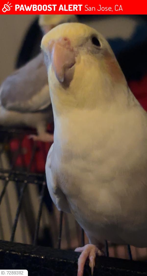 Lost Male Bird last seen McCollam Elementary, San Jose, CA 95127