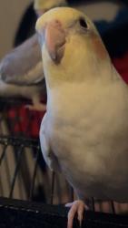 Lost Male Bird last seen McCollam Elementary , San Jose, CA 95127
