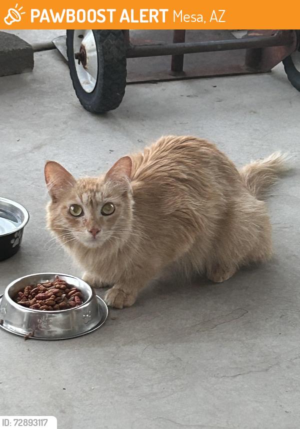 Found/Stray Unknown Cat last seen Brown  Ellsworth , Mesa, AZ 85207