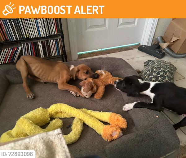 Found/Stray Male Dog last seen West Dr, Desert Hot Springs, CA 92240