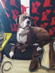 Lost Male Dog last seen Redland Rd and Ficshers mill rd, Oregon City, OR 97045