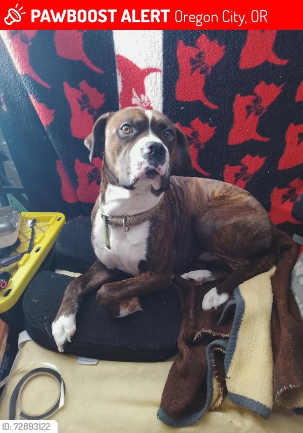 Lost Male Dog last seen Redland Rd and Ficshers mill rd, Oregon City, OR 97045