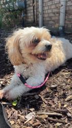 Found/Stray Male Dog last seen Donner and 23 , Chesterfield, MI 48047