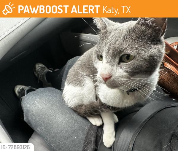Found/Stray Male Cat last seen Morton Ranch Rd, Katy, TX 77449