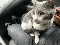 Found/Stray Male Cat last seen Morton Ranch Rd, Katy, TX 77449