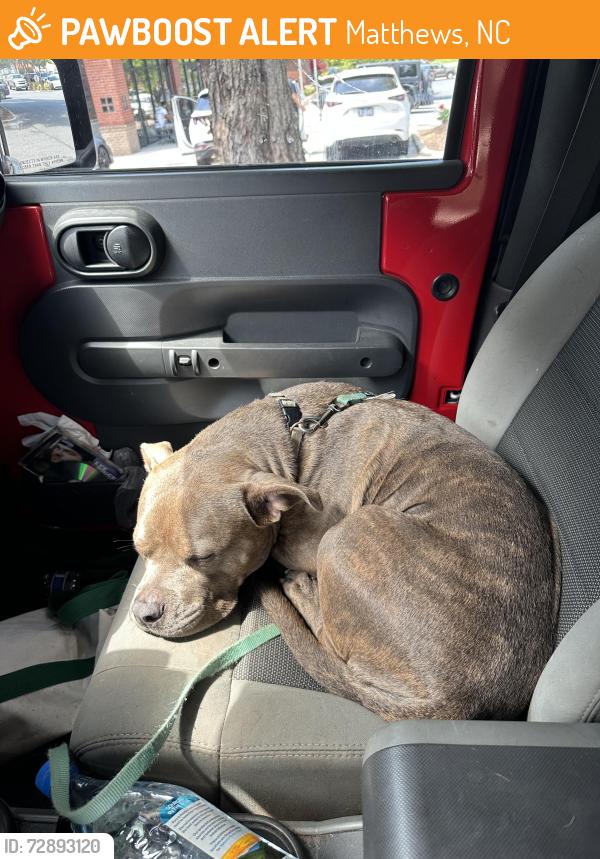 Found/Stray Female Dog last seen Clearbrook Rd & Deer Creek Rd, Matthews, NC 28105