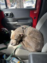 Found/Stray Female Dog last seen Clearbrook Rd & Deer Creek Rd, Matthews, NC 28105