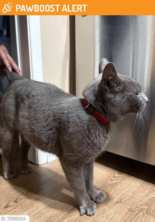 Found/Stray Unknown Cat last seen red hill community park , Rancho Cucamonga, CA 91701
