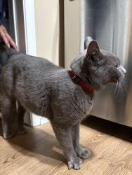 Found/Stray Unknown Cat last seen red hill community park , Rancho Cucamonga, CA 91701