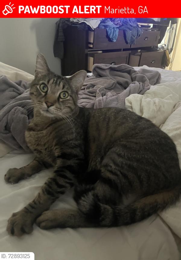 Lost Male Cat last seen Blackjack hills, Woodstream, Marietta, GA 30062