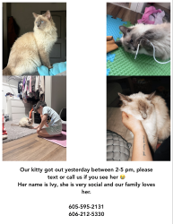 Reunited Female Cat last seen At home, Sioux Falls, SD 57108
