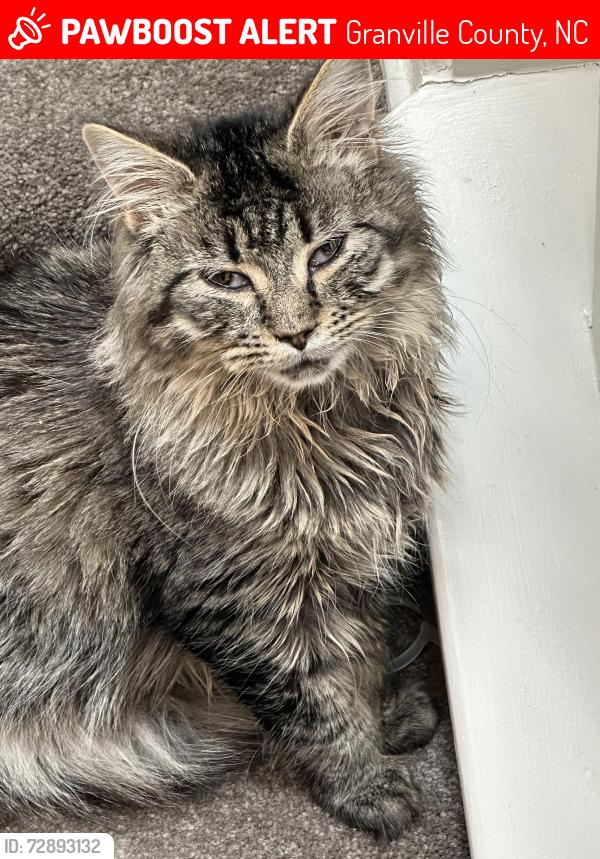 Lost Male Cat last seen Woodcroft Subdivision , Granville County, NC 27596