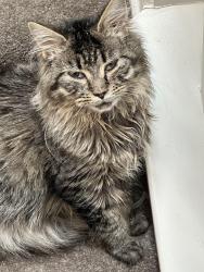 Lost Male Cat last seen Woodcroft Subdivision , Granville County, NC 27596
