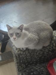 Reunited Male Cat last seen Near Sparrow hill lane, Laguna Hills, CA 92653
