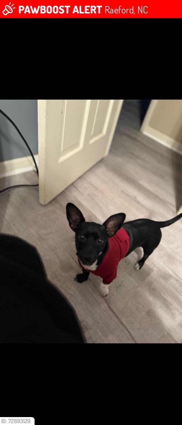 Lost Male Dog last seen Prospect Ave , Raeford, NC 28376