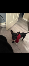 Lost Male Dog last seen Prospect Ave , Raeford, NC 28376